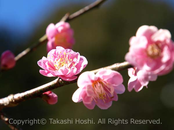 洞慶院梅園のウメの花