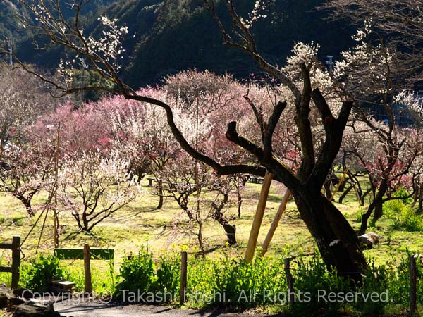 洞慶院梅園の色とりどりの梅の花