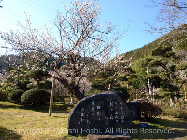 洞慶院梅園の白梅と句碑