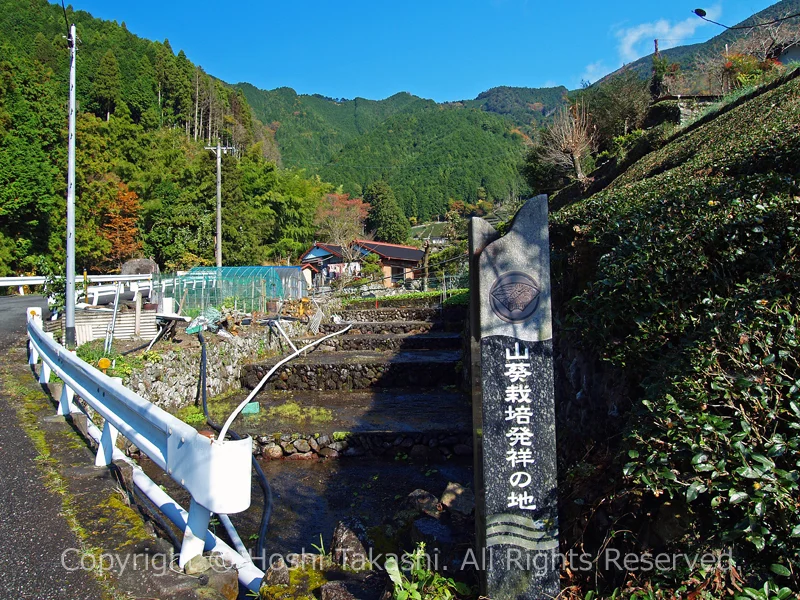 山葵栽培発祥の地