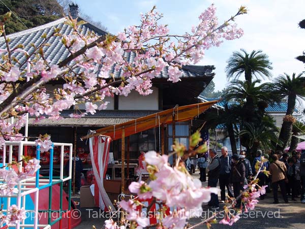 早咲き桜の写真