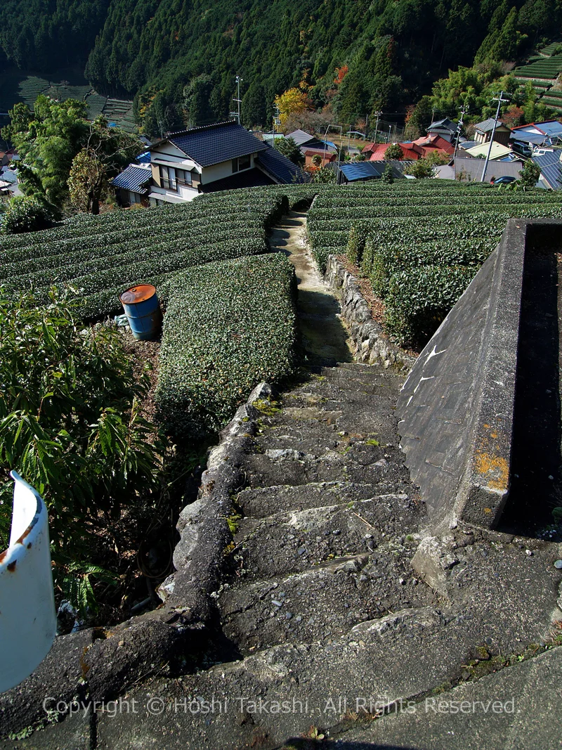 有東木の茶畑を行く一本道