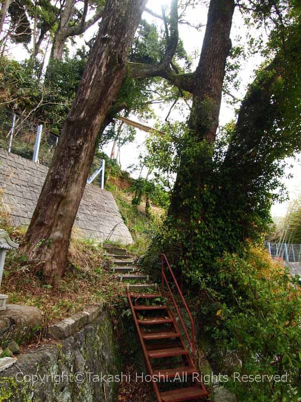 土肥神社の木樹の間潜り