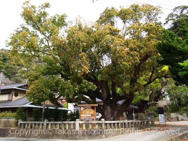 平安の大楠