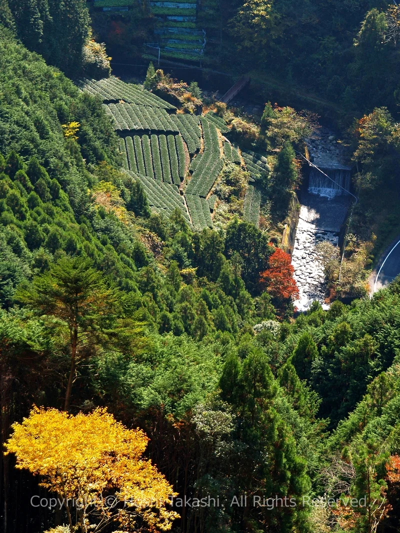 有東木の茶畑