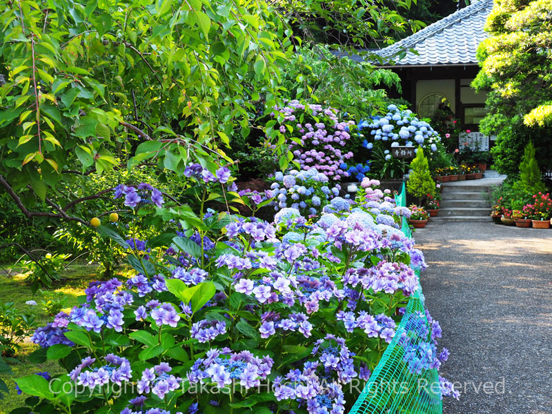清雲寺の紫陽花