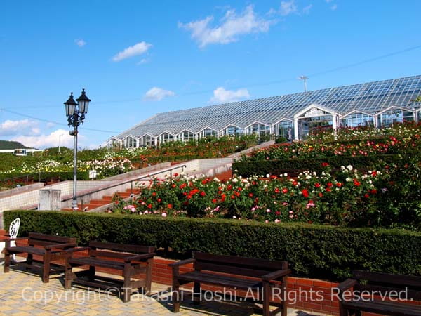 島田市ばらの丘公園のバラの花壇の写真