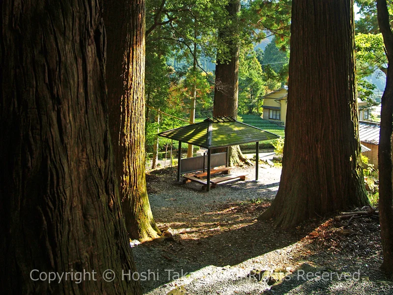 有東木白髭神社の大スギ群