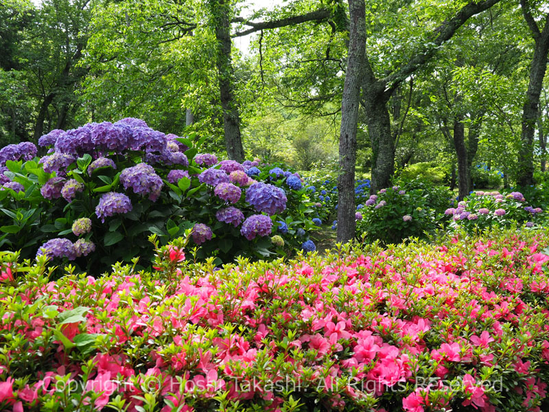 小室山公園のツツジとアジサイ