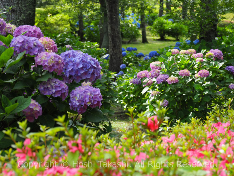 小室山公園の紫陽花