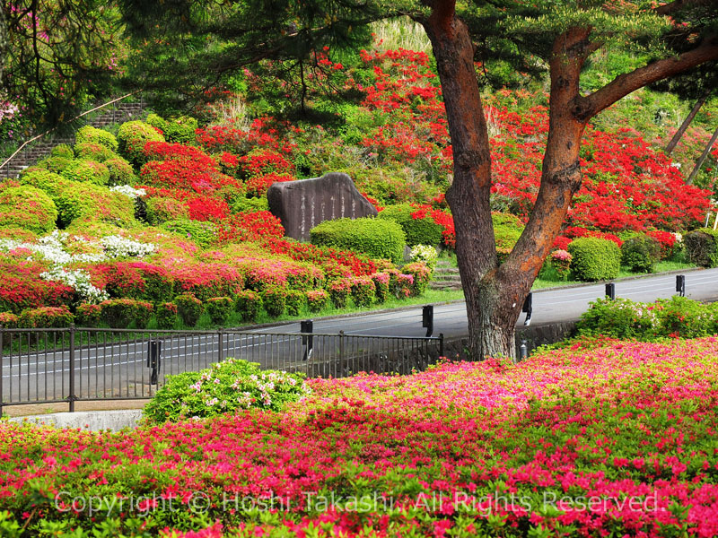 小室山公園つつじ園