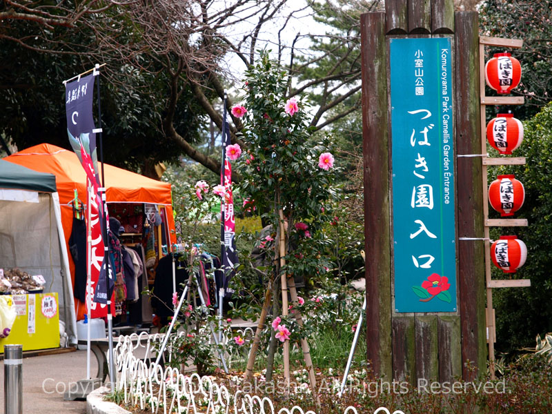 小室山公園 つばき園