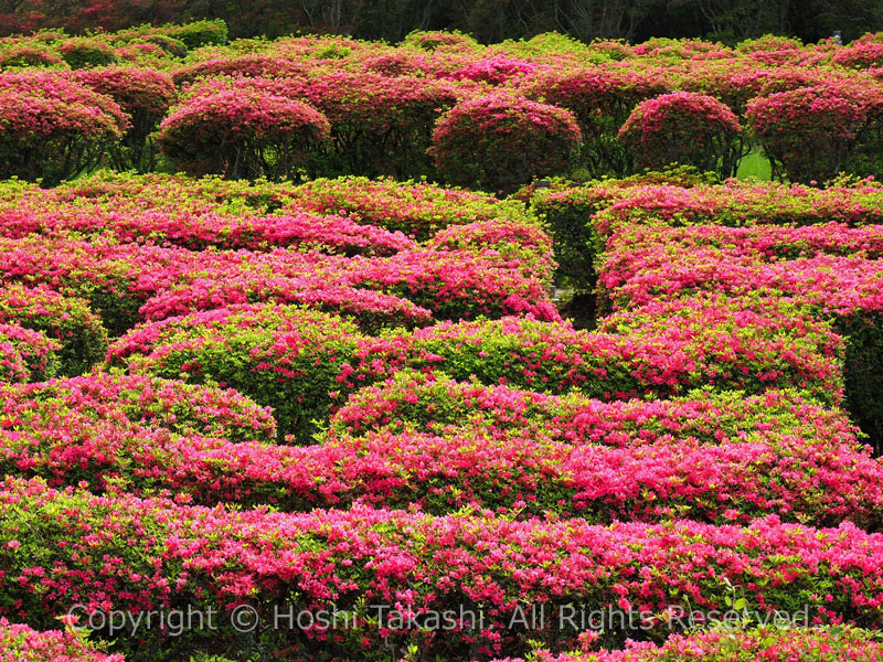 小室山公園 つつじ園