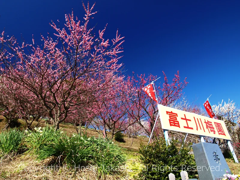 富士川梅園