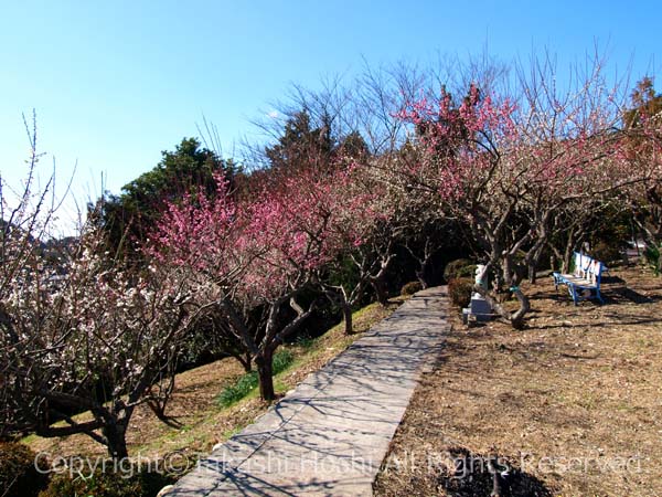 富士川梅園の紅梅白梅の写真