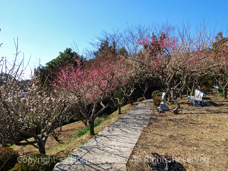 富士川梅園に咲く紅梅・白梅