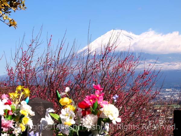 富士川梅園の紅梅と富士山