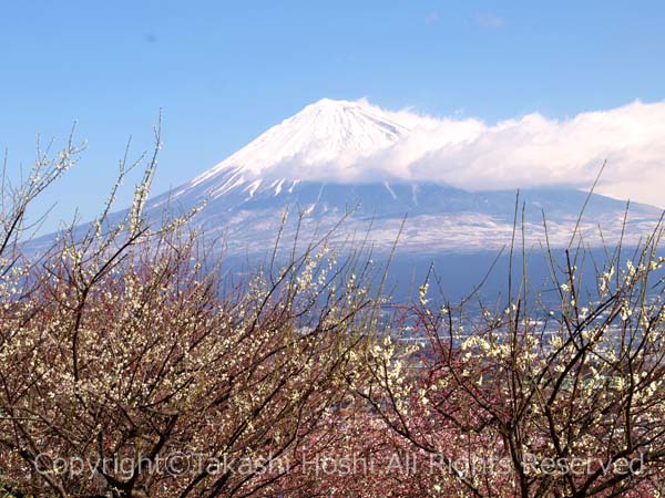 富士川梅園の白梅と富士山