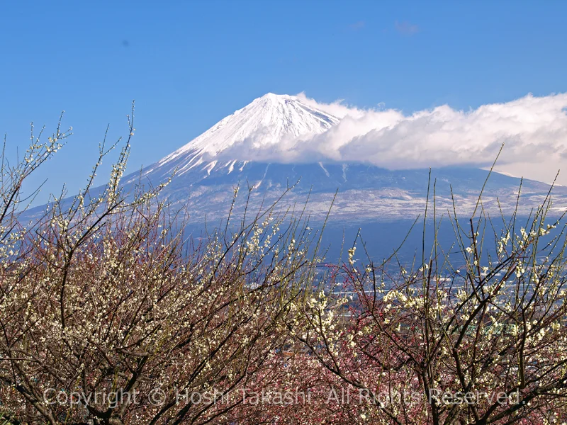 富士川梅園の白梅と富士山