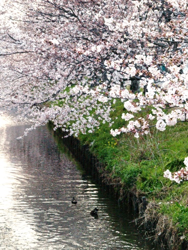 木屋川　桜並木