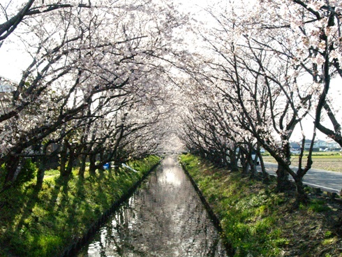 木屋川　桜並木