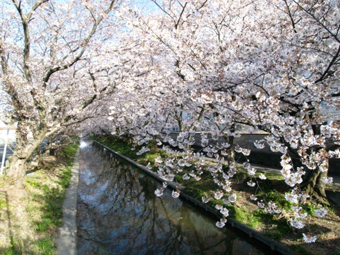 木屋川　桜並木