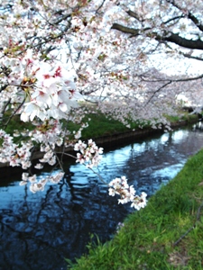 木屋川の桜