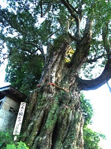 明徳寺のイヌマキ