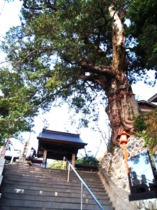 明徳寺の山門とイヌマキ