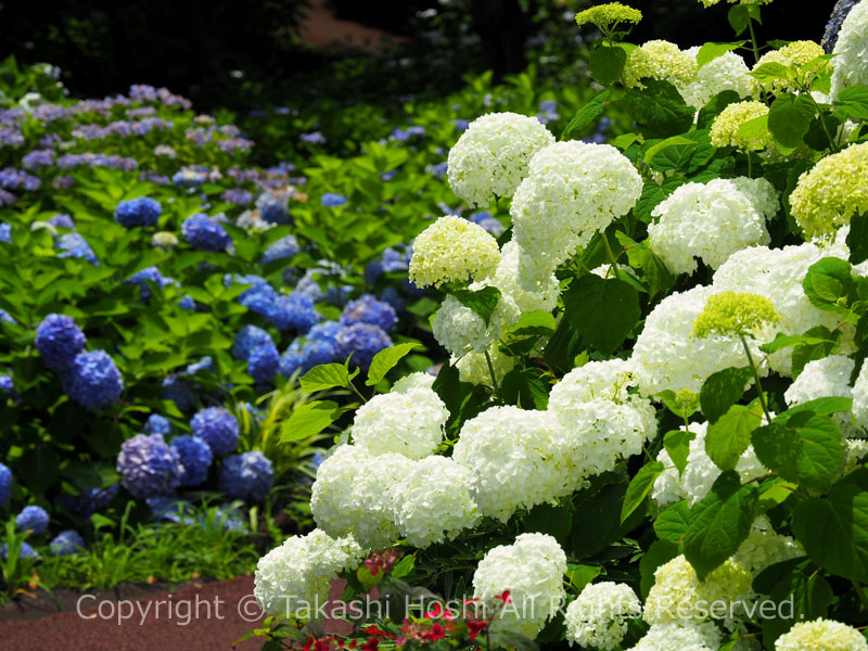 あじさい苑に咲く紫陽花