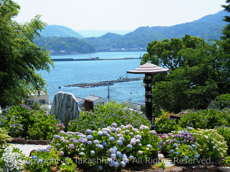 照江寺あじさい園から望む江浦湾