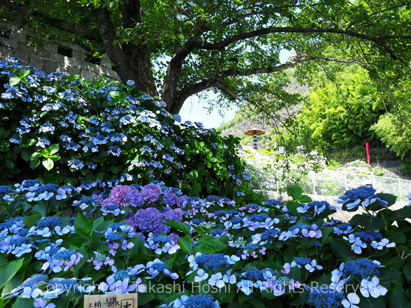 照江寺に咲く紫陽花