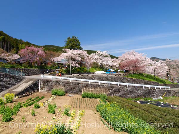 大日蓮華山 興徳寺