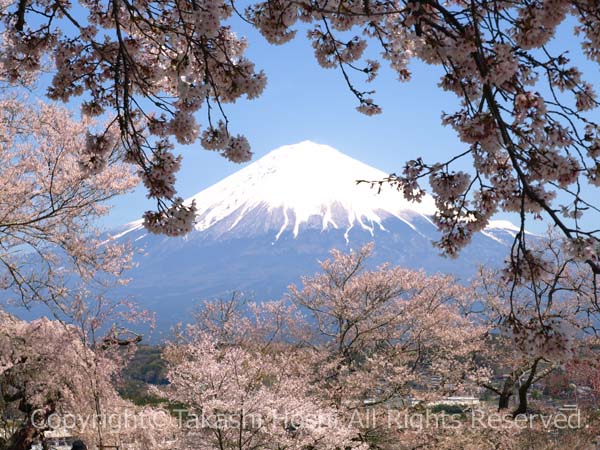 興徳寺の桜の額縁富士