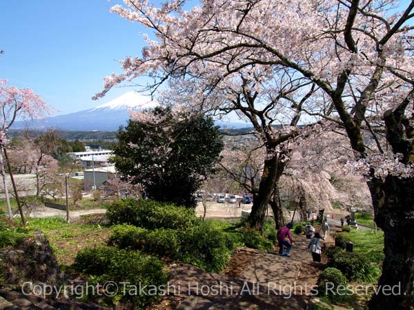 興徳寺の参道の桜トンネル