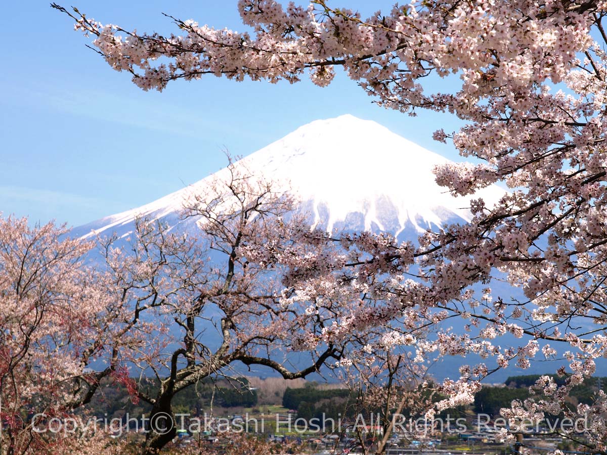 興徳寺から望む富士山の絶景