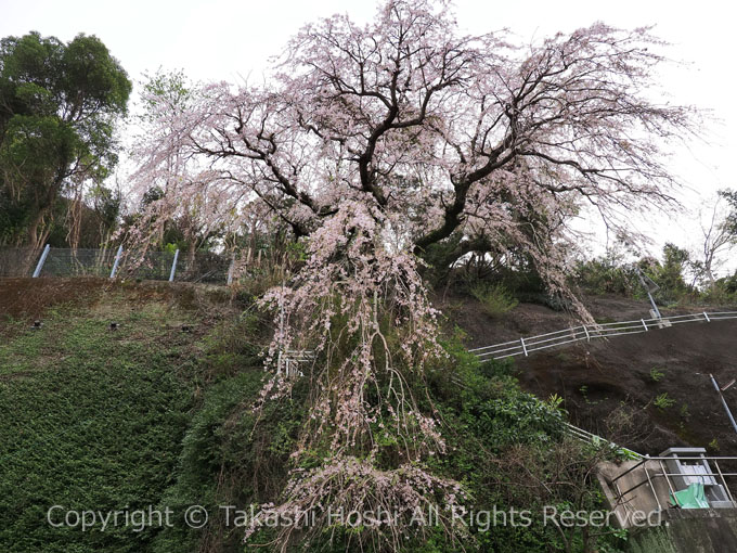 宝泉寺のしだれ桜