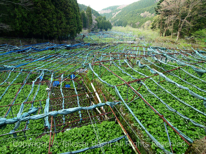 日本農業遺産の筏場のわさび田