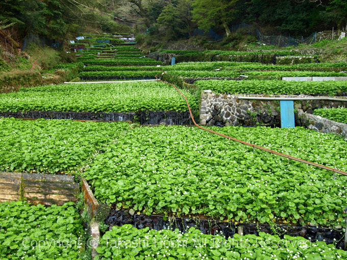 世界農業遺産の筏場のわさび田