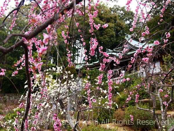 大仁神社