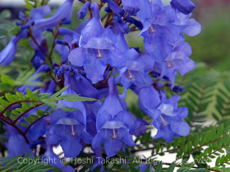 ジャカランダの花