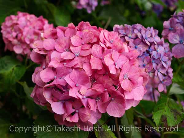 ごくごく普通の紫陽花の写真