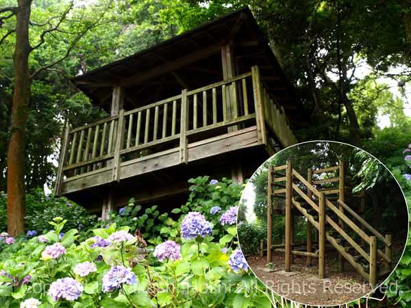 秋葉公園のアジサイ 牧之原市観光ガイド 駿河湾 百景