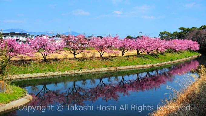 藤守川の河津桜