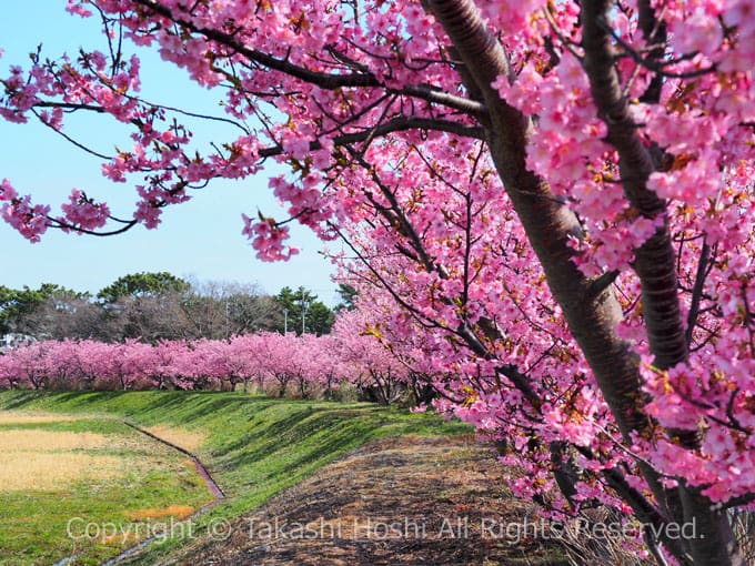 藤守川の河津桜並木