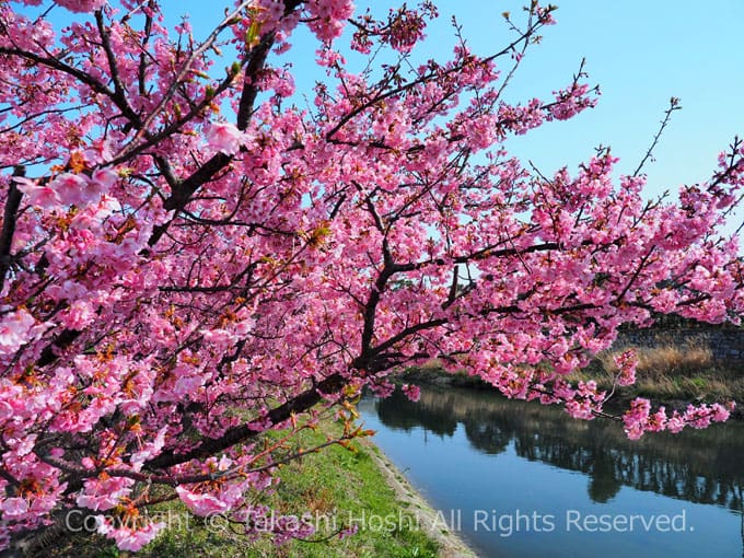 藤守川に咲く河津桜