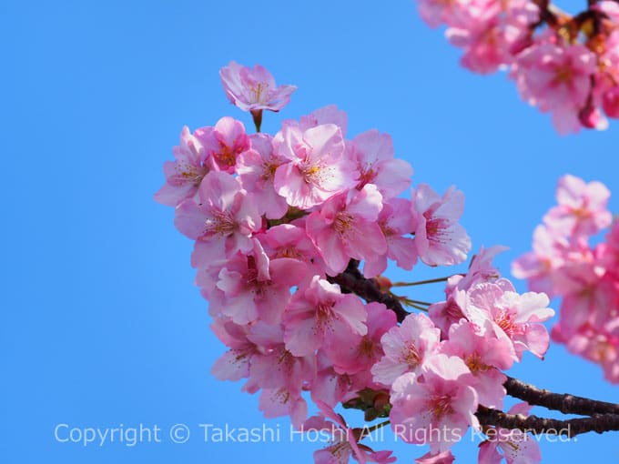 河津桜の花