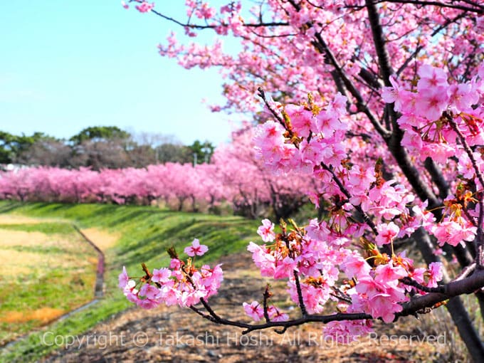 鮮やかなピンクの花を咲かせる藤守川の河津桜