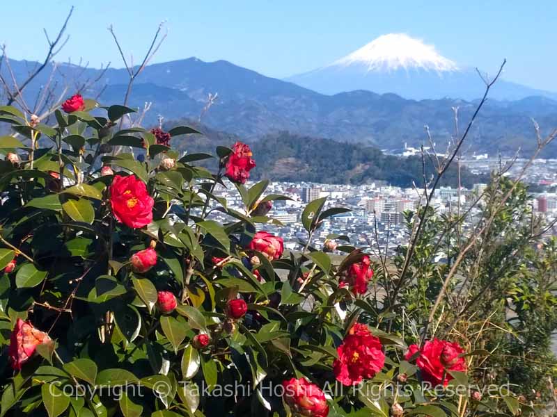円山花木園に咲く椿と富士山