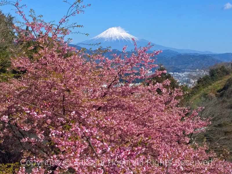 円山花木園近くの河津桜